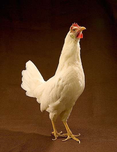 Breeding Resistant Chickens for Improved Food Safety