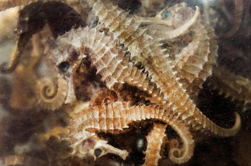 British conservationist fights to save seahorses in Cambodia