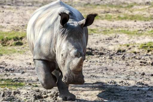 Brutal poachers on Monday killed a white rhino named Vince in a French zoo. It is the first time a European zoo has been breache