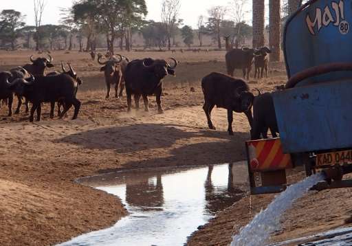 Buffalo approach after a tanker delivers water to a water hole at the Tsavo-west national park on October 19, 2016