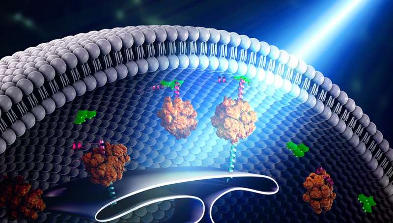 Building bridges within the cell -- using light