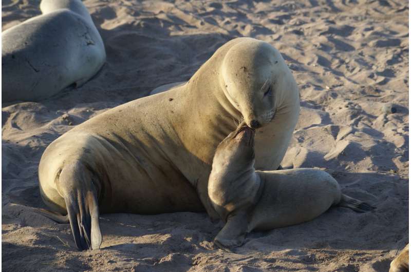 Bycatch responsible for decline of New Zealand sea lion