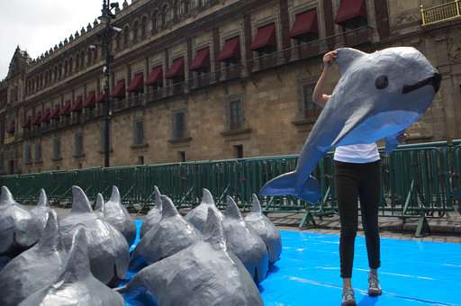 Calls for end to Mexico's capture of endangered porpoise