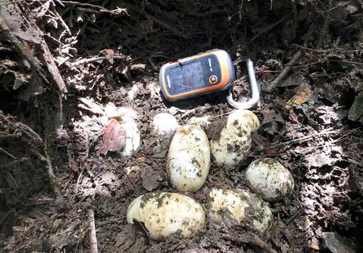 Cambodia conservationists find rare cache of crocodile eggs