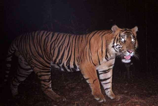 Camera-trap research paves the way for global monitoring networks