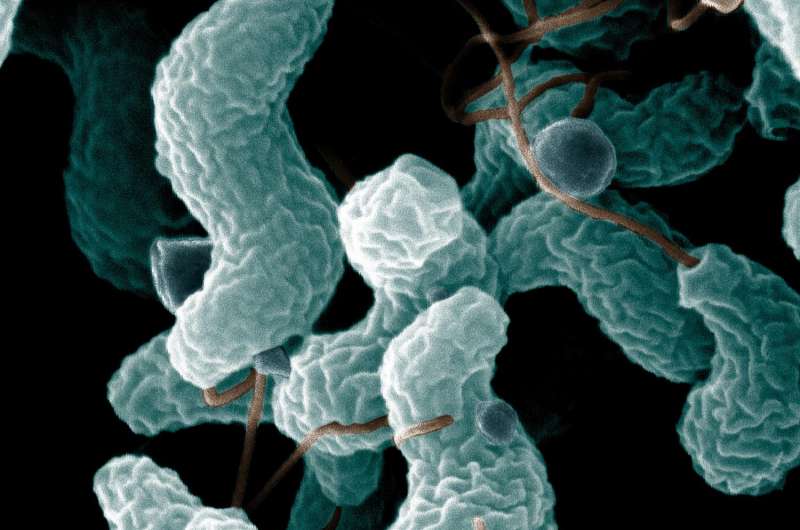 New insight to Campylobacter sensor structures could lead to targeted antibiotic development thumbnail