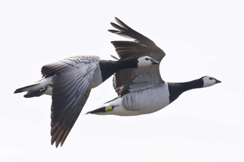 Can barnacle geese predict the climate?