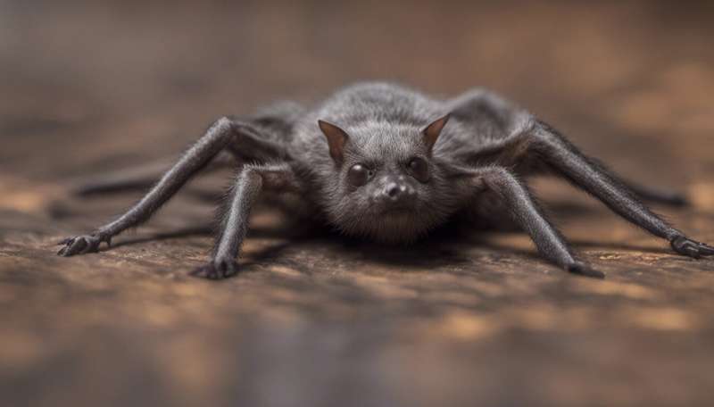 Can bats help humans survive the next pandemic?