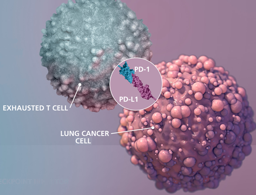 Cancer immunotherapy: Revived T cells still need fuel