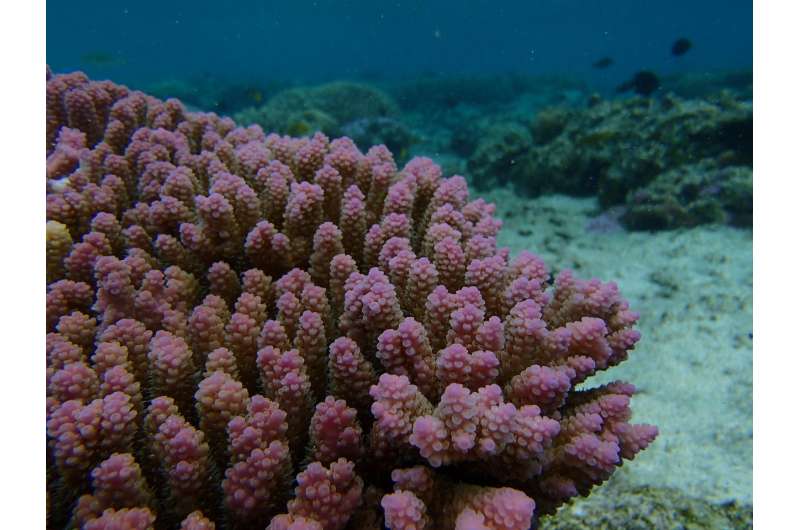 Can corals adapt to climate change?