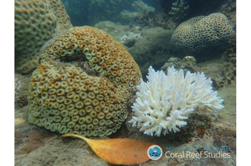 Can corals survive climate change?