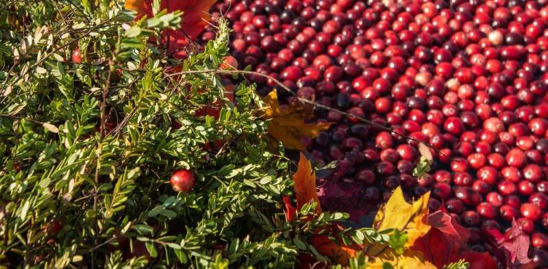 Can cranberries conquer the world? A US industry depends on it