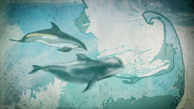Can data save dolphins?