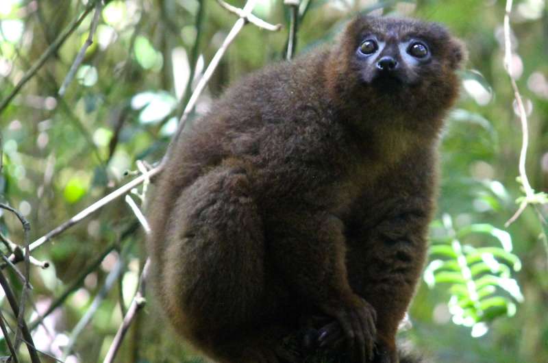 Can facial recognition systems help save lemurs?