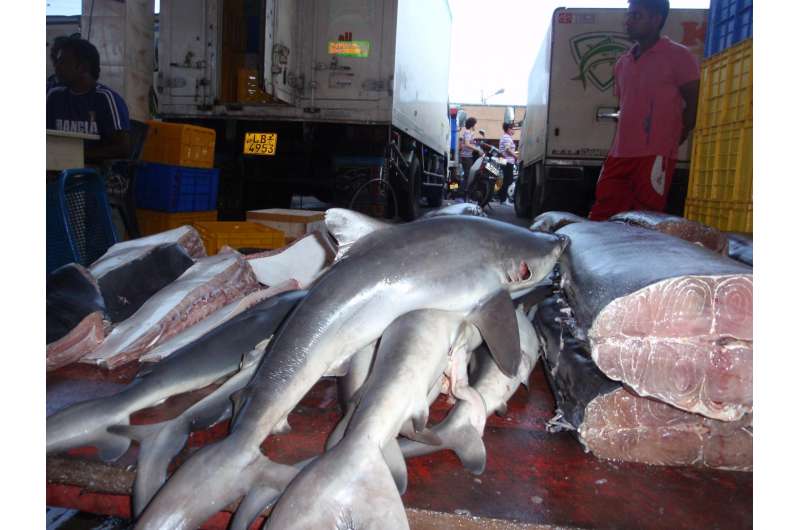 Can sharks be fished sustainably? Yes (but it's going to take work)