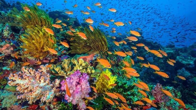 Can we really halt the coral reef catastrophe?