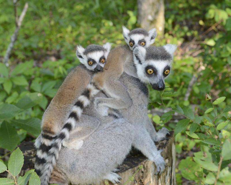 Captive lemurs get a genetic health checkup