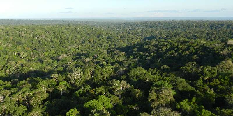 Carbon uptake by Amazon forests matches region's emissions