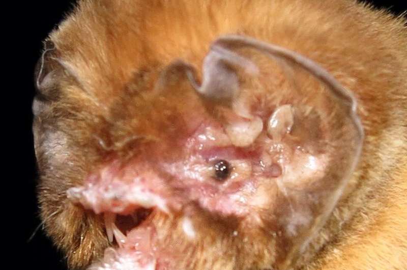 Caribbean bats need 8 million years to recover from recent extinction waves