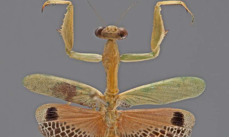 Caribbean praying mantises have ancient African origin