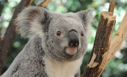 Cars and chlamydia killing Queensland koalas