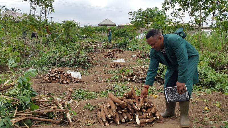 Cassava is genetically decaying, putting staple crop at risk