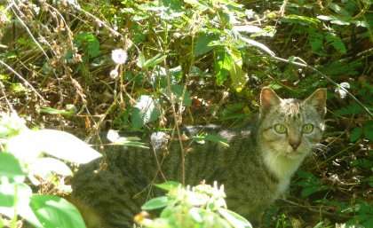 Cat eradication to help threatened Christmas Island wildlife