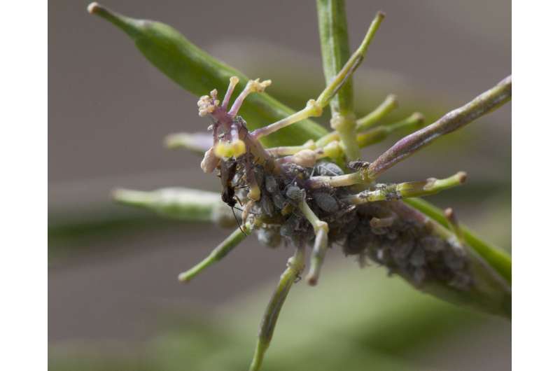Caterpillar attacks allow aphids to sneak up on plants