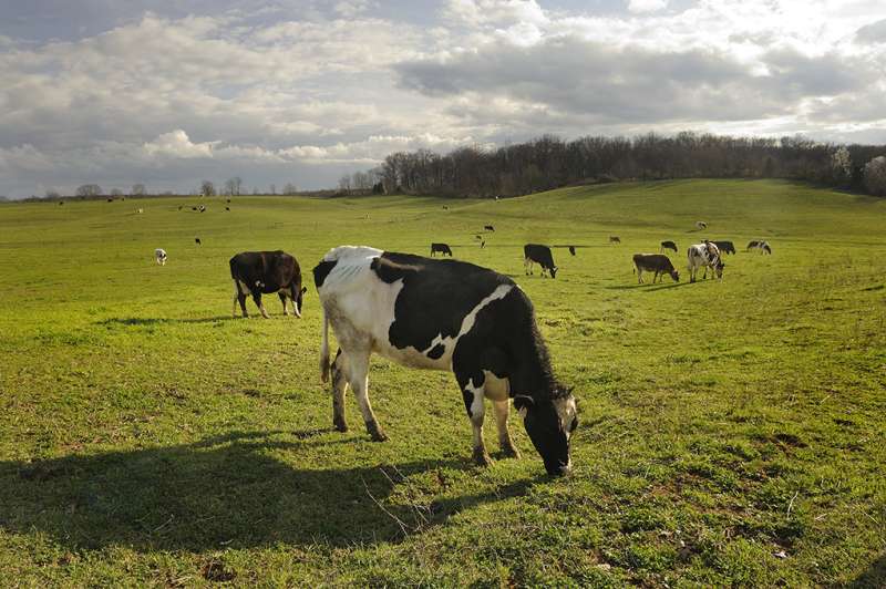 Cattle associated antibiotics disturb soil ecosystems, Virginia Tech researchers say