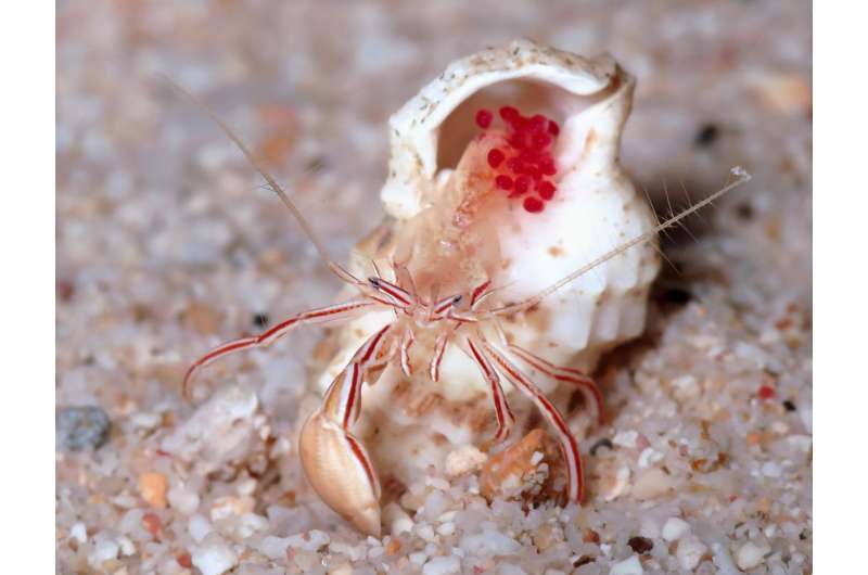 Caught red-handed: The 'Candy striped hermit crab' is a new species from the Caribbean