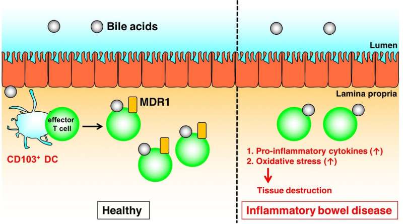 CD4 T cells, xenobiotic transporters, and metabolites in inflammatory bowel diseases