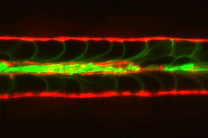 Cells in fish's spinal discs repair themselves