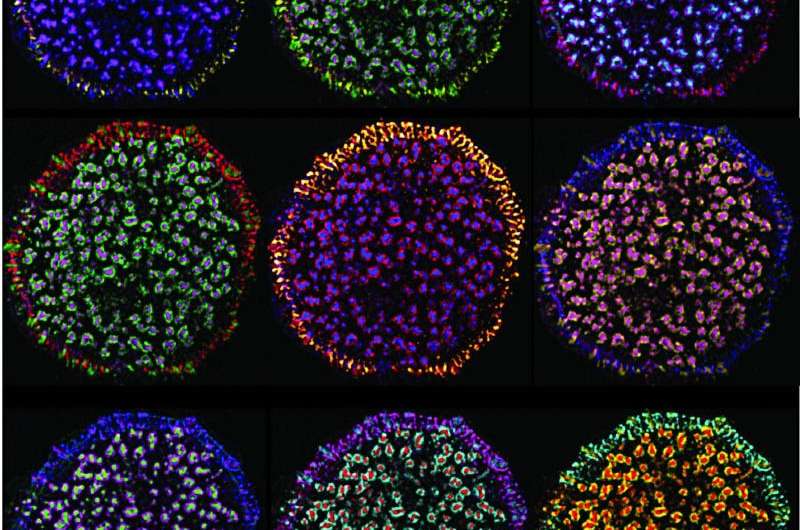 Cellular podiatry – understanding how cells form feet