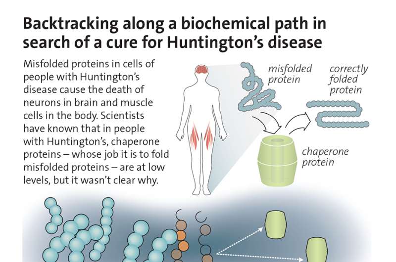 Cellular quality control process could be Huntington's disease drug target