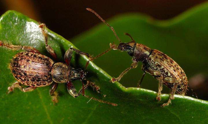 Champions of biodiversity: A weevil genus beats records of explosive evolutive radiation