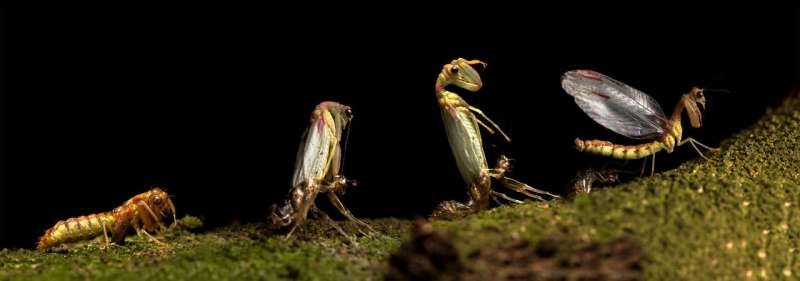 Chance record of an annual mass emergence of enigmatic mantis-flies
