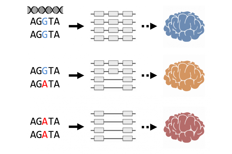 RNA剪接的变化:精神分裂症遗传风险的新机制