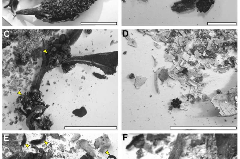 Charred flowers and the fossil record