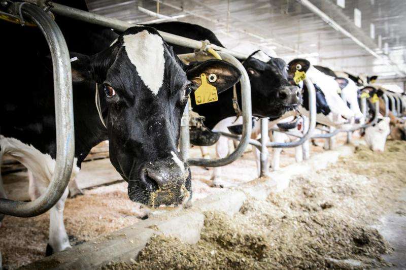 Cheese, cows and manure—systems approach makes tough decisions easier to digest