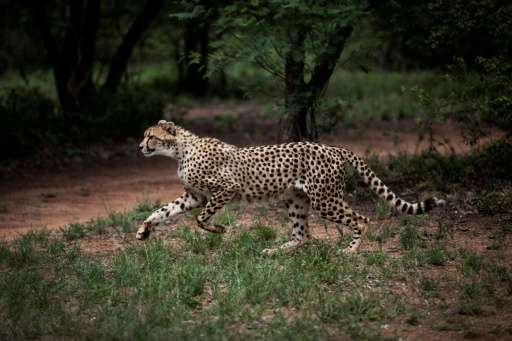 Cheetahs travel widely in search of prey with some home ranges estimated at up to 3,000 square kilometres