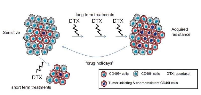 Chemoresistance in breast cancer is related to varying tumor cell populations