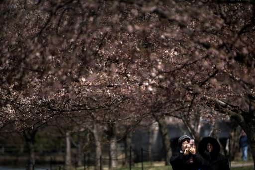 Cherry and other trees close to bloom are seen along the tidal basin on the National Mall on March 13, 2017 in Washington, DC