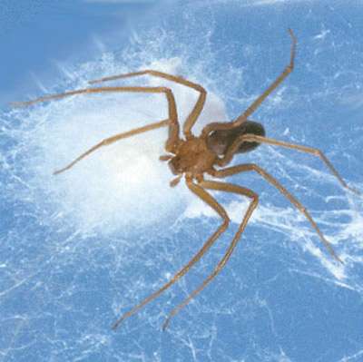 Children at greater risk for complications from brown recluse spider bites