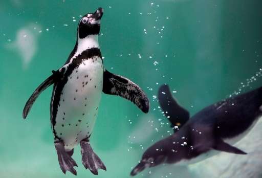 Chile on Monday rejected plans for a $2.5 billion iron-mining project in order to protect thousands of endangered penguins