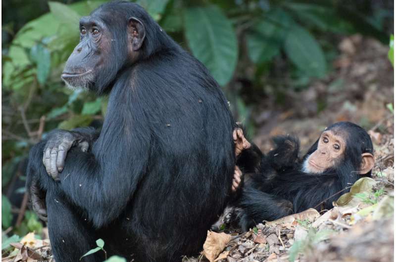 Chimp females who leave home postpone parenthood