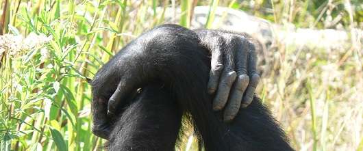 Chimps’ cultural traditions extend beyond family
