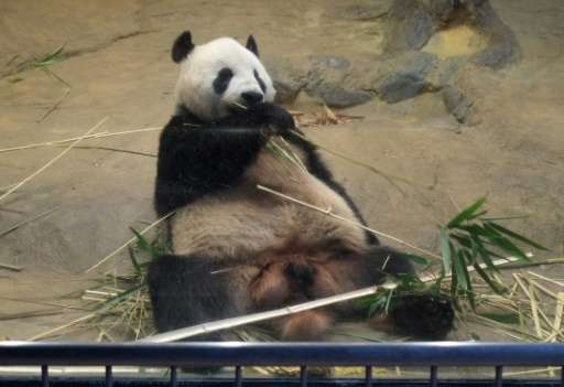 China has sent pandas to countries it has close ties with, as part of its so-called &quot;panda diplomacy&quot; programme
