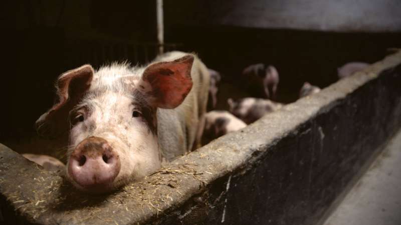 China under threat from haemorrhagic African swine fever