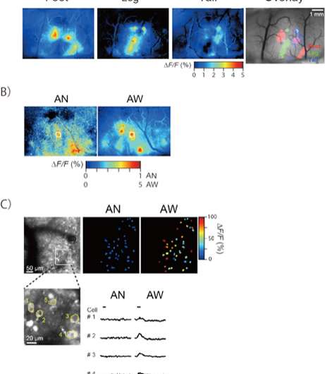 Chronic imaging of brain activity in awake monkeys