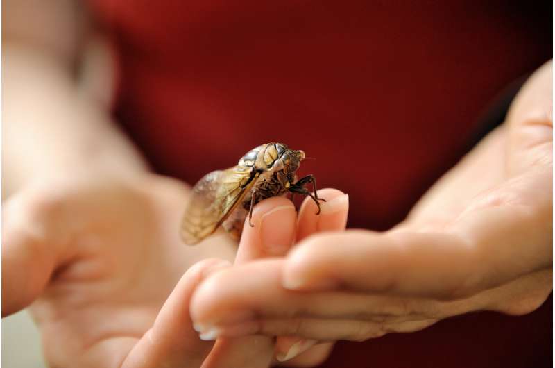 Cicada wings may inspire new surface technologies